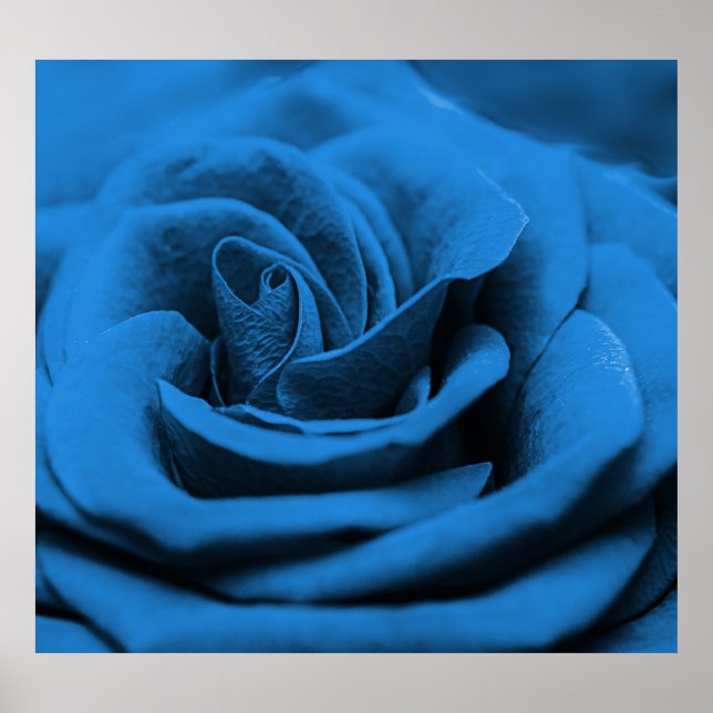 Poster Rosa vermelha azul próxima, macrobeleza. (Frente)
