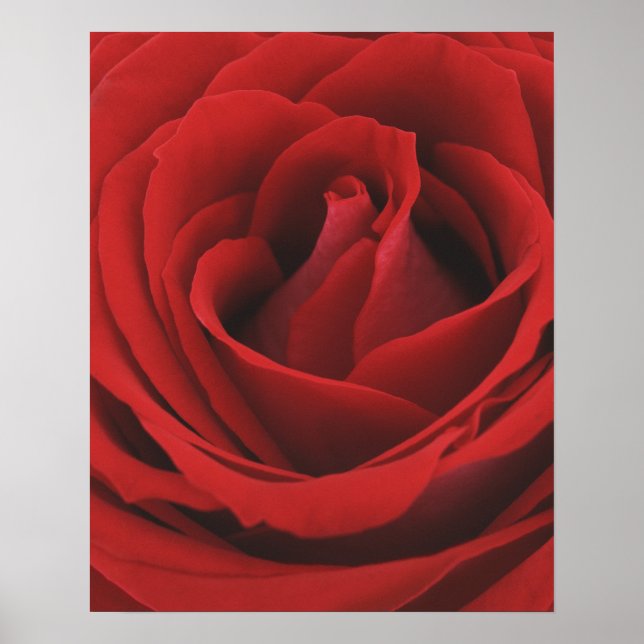 Poster Rosa vermelha Blooming (Frente)