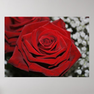 Poster Rosa vermelha bonita