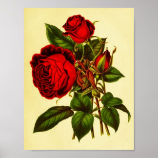 Póster Rosa vermelha Botânica