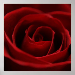 Póster Rosa vermelha calma