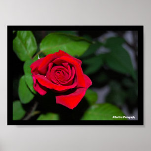 Poster Rosa Vermelha Carmesim