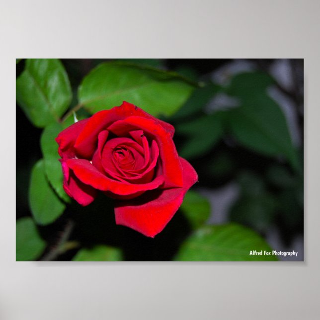 Poster Rosa Vermelha Carmesim (Frente)