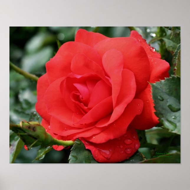 Poster Rosa vermelha Com Gotas De Chuva Floral (Frente)