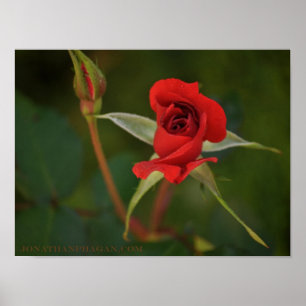 Poster Rosa vermelha começando a florescer