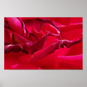 Poster Rosa vermelha de Mata de Macro