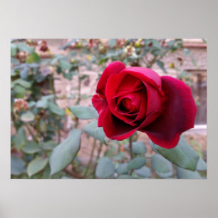 Póster rosa vermelha de outono