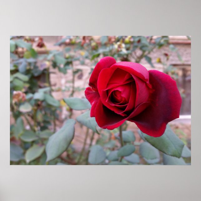 Póster Rosa vermelha de outono (Frente)