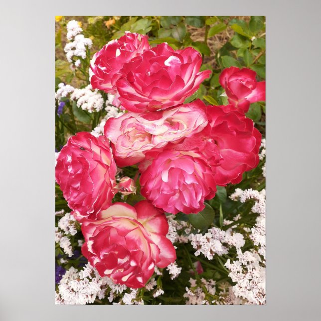Poster rosa vermelha do Flor Floral Branco Rosas (Frente)