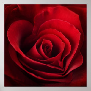 Póster Rosa vermelha dos namorados
