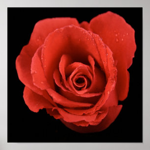 Póster rosa vermelha dramática no fundo preto