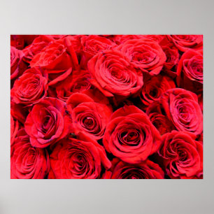 Poster Rosa vermelha elegante, foto floral vermelha Momli