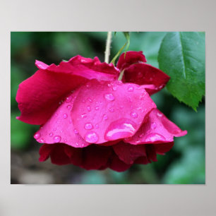 Poster Rosa vermelha Flor E Gotas De Chuva