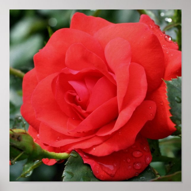 Póster Rosa vermelha Flor No Sangue Com Gotas De Chuva (Frente)
