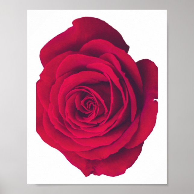 Poster Rosa vermelha grande virada para a esquerda (Frente)