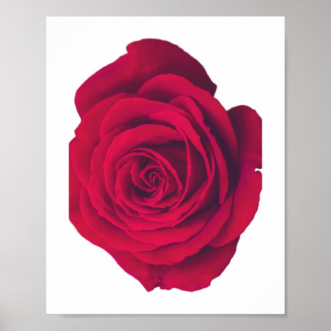 Poster Rosa vermelha grande virada para a esquerda (Frente)