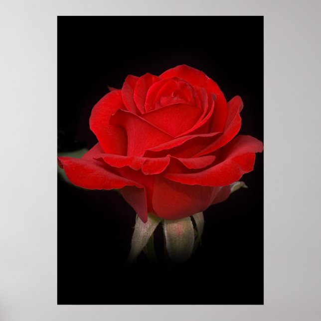 Póster Rosa vermelha para você (Frente)