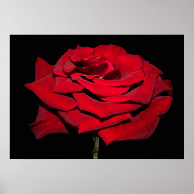 Poster Rosa vermelha - Preto (Frente)