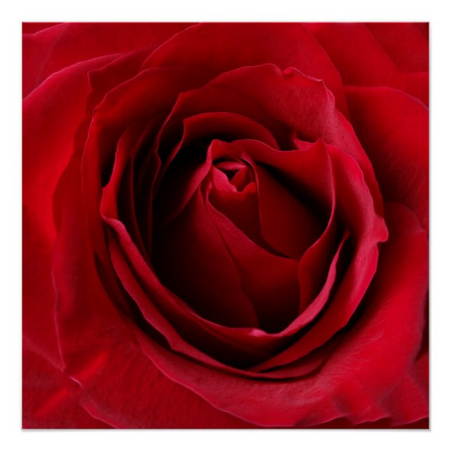 Póster rosa vermelha profunda (Frente)