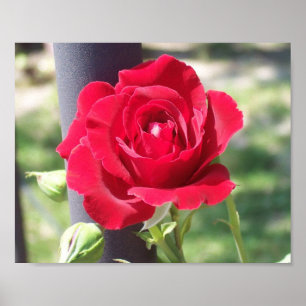 POSTER ROSA VERMELHA RED