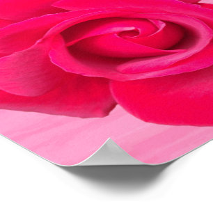 Póster Rosa Vermelha Romântica