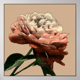 Poster Rosa vermelha Ruby com Destaques Brancos