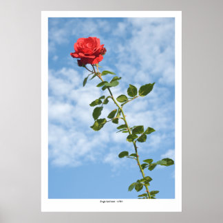 Poster Rosa vermelha solteiro