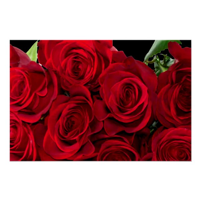 Póster Rosa vermelha vermelha (Frente)