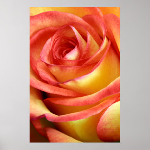 Póster rosa vermelho e amarelo