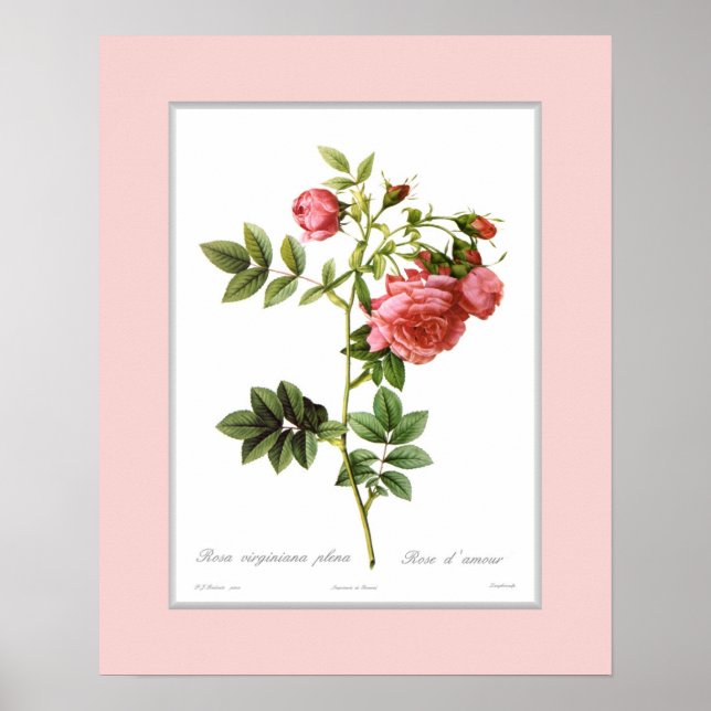 Poster Rosa virginiana, fronteira personalizada (Frente)