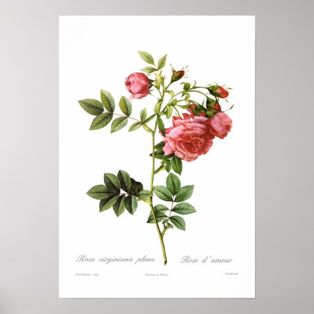 Poster Rosa virginiana White (Frente)