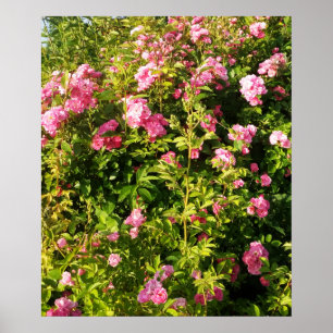 Poster Rosário Florido