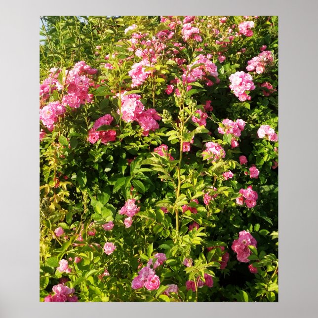 Poster Rosário Florido (Frente)