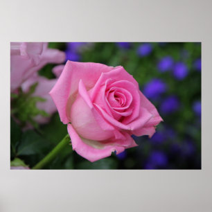 Póster rosaRose rosa rosa