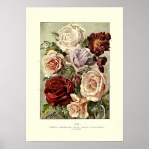 Poster Rosas