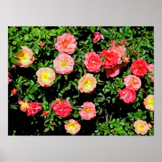 Poster Rosas (Frente)