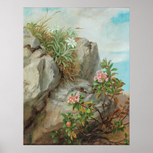 Poster Rosas alpinos Anna Stainer-Knittel Vintage