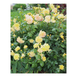 Póster Rosas Amarelas