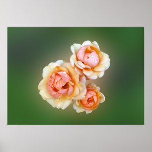 Póster rosas amarelas
