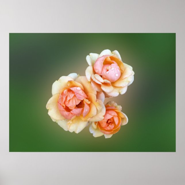 Póster rosas amarelas (Frente)