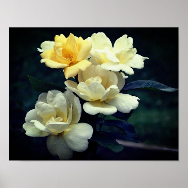 Poster Rosas Amarelas Blooming (Frente)