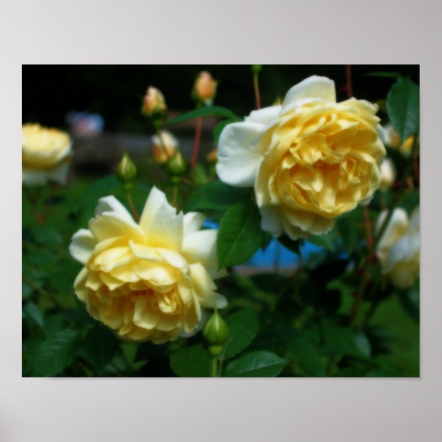 Poster Rosas Amarelas Na Arte Bloom Orton (Frente)