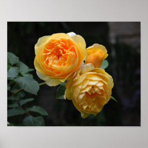 Póster Rosas Amarelos