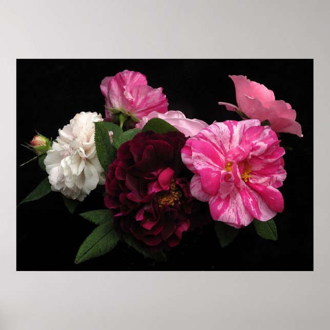 Póster Rosas Antigos (Frente)