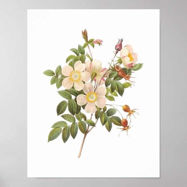 Poster Rosas Brancas Botânicas (Frente)