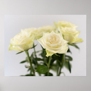 Poster Rosas Brancas Clássicas Fotografia Botânica em Clo