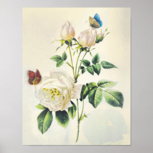 Póster Rosas brancas e borboletas por Pierre Redoute