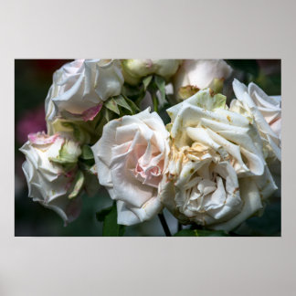 Poster Rosas Brancas em Flor Fotografia