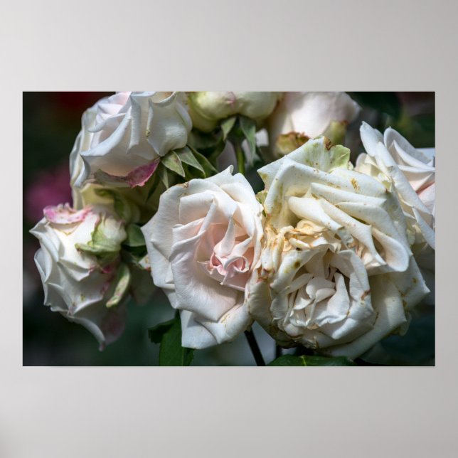 Poster Rosas Brancas em Flor Fotografia (Frente)