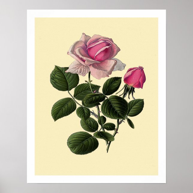 Poster Rosas cor-de-rosa (Frente)